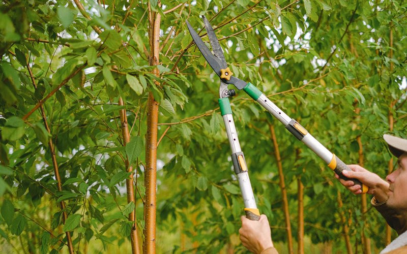 Tree trimming in Dagmar, MT